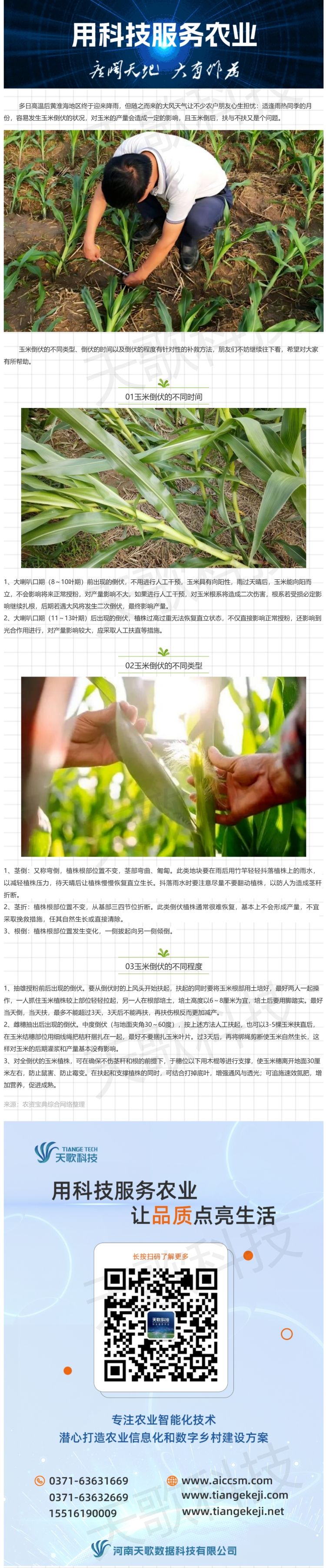 暴雨＋大风，玉米苗期倒了扶不扶？怎么扶？.jpg