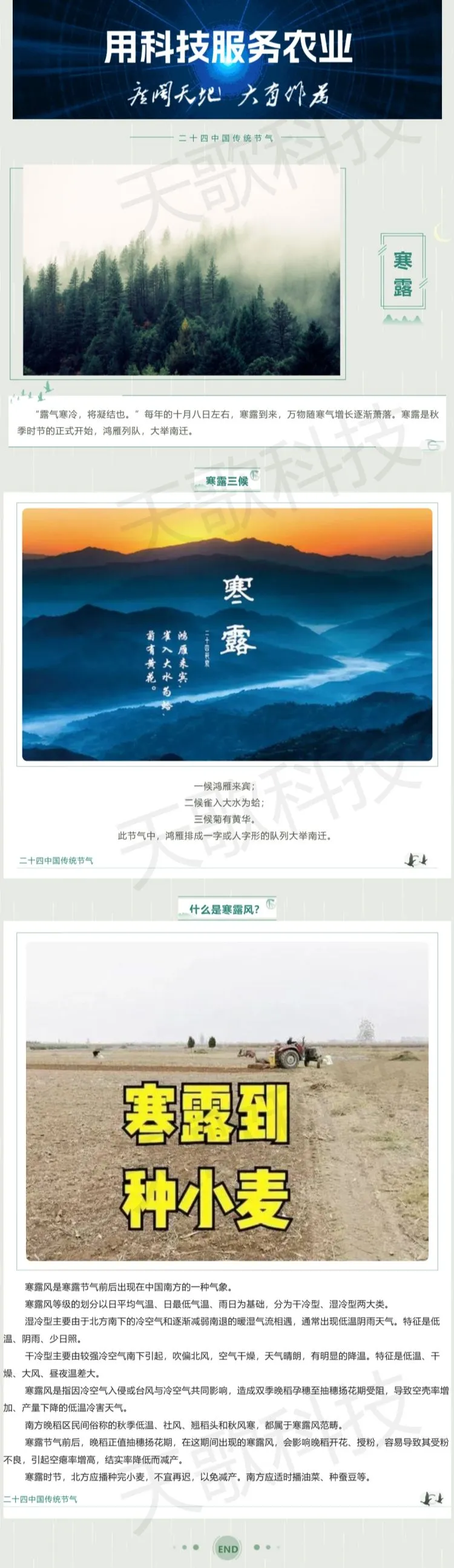 今日寒露：那什么是寒露风？.jpg